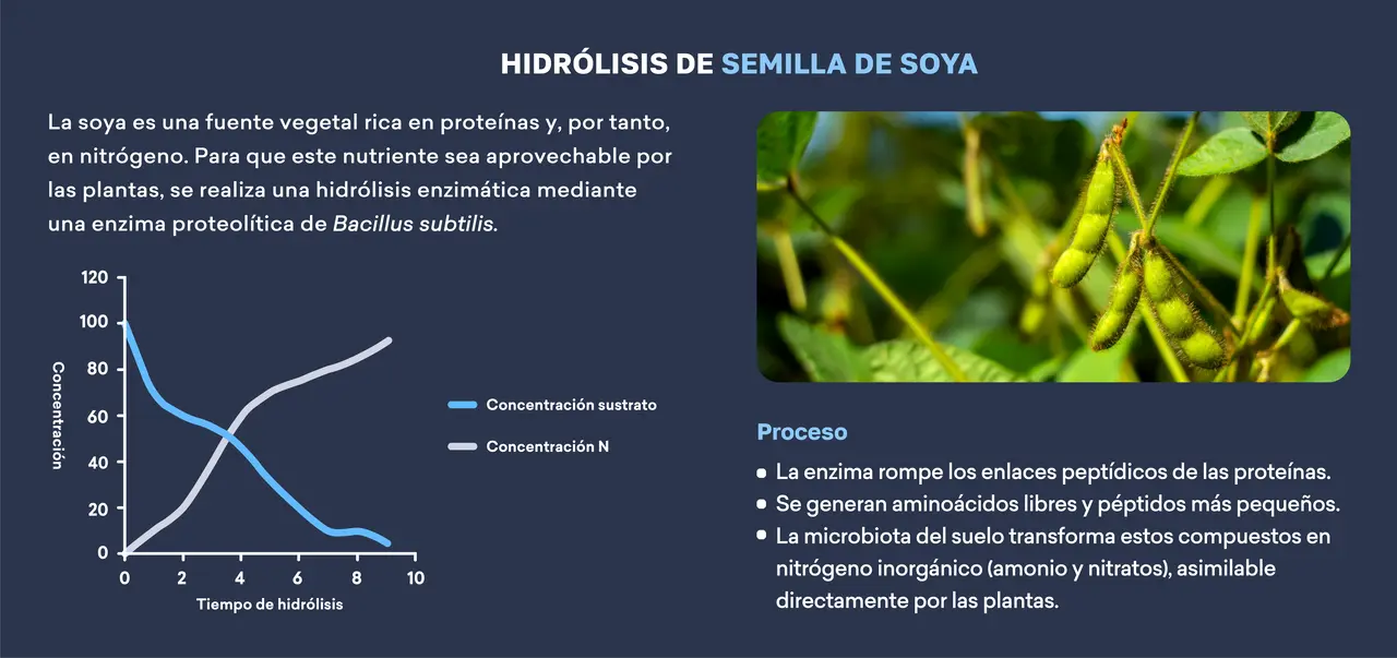 hidrolisis_de_semilla_de_soya.png