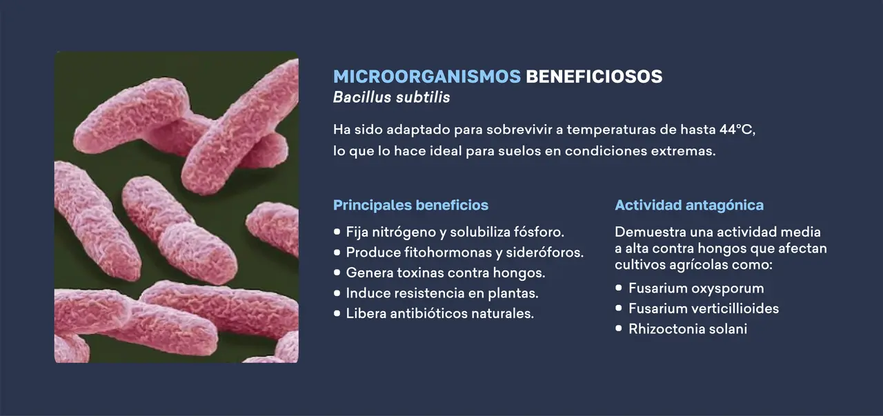 microorganismos_beneficiosos_bacillus_subtilis.png