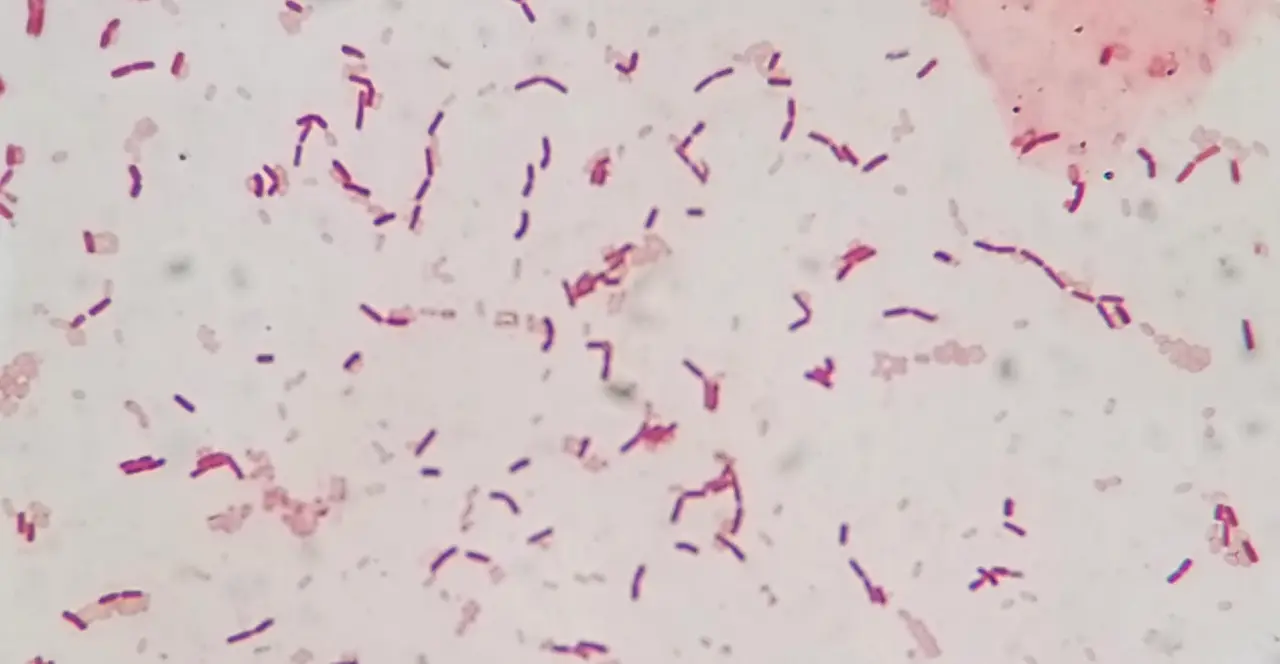 Mycelia