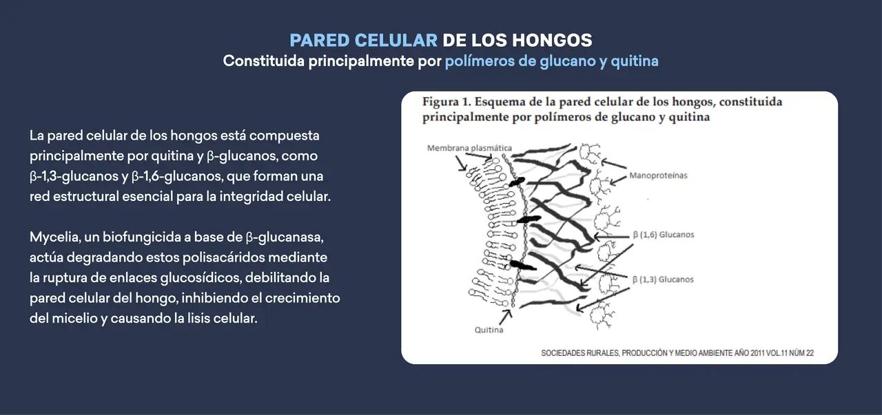 pared_celular.png