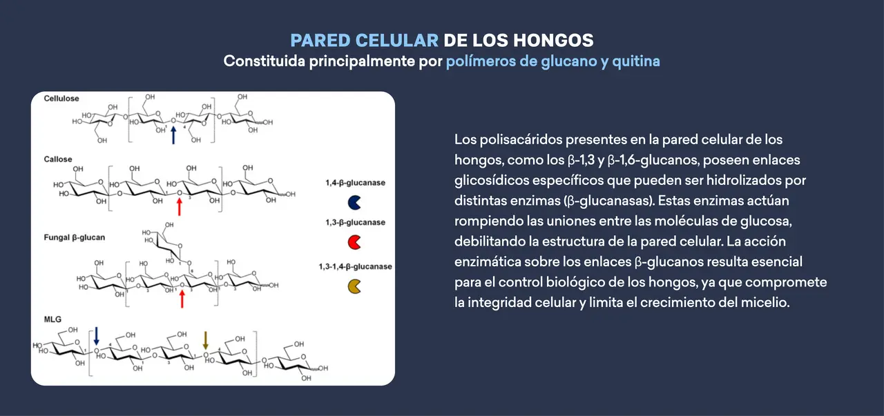 pared_celular_2.png